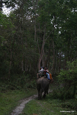 Kaziranga