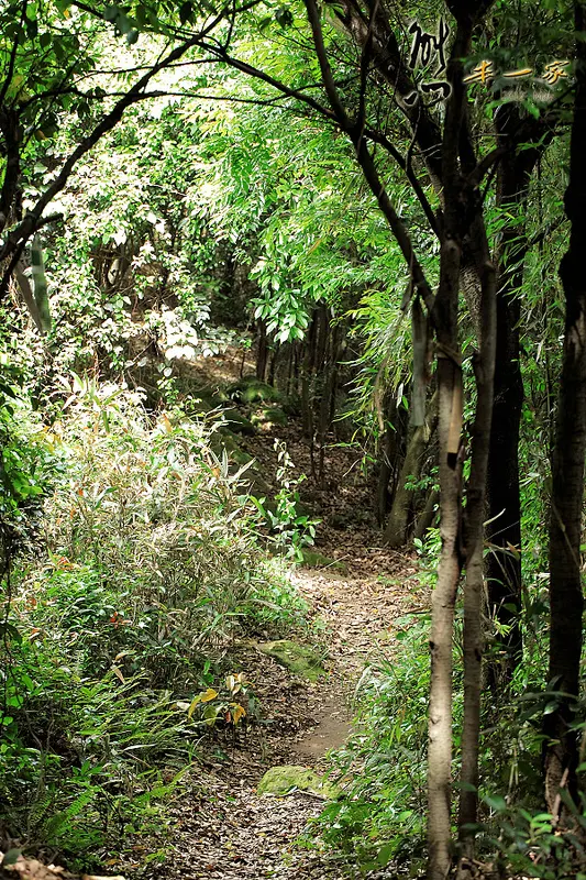 鳥瞰桃園盆地景點｜五十份山登山步道