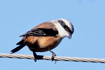 "Long-tailed Shrike - Lanius schach, perched on a wire."