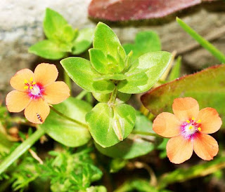 এনাগ্যালিস (Anagallis - ANAGALLIS ARVENSIS) [Anag- এনাগ্যা] 