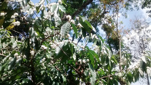 Coffee flowers at a resort in Coorg, at Meriyanda Coorg, Coffee blossoms in Coorg