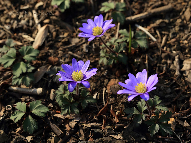 Anemone blanda