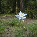 View album