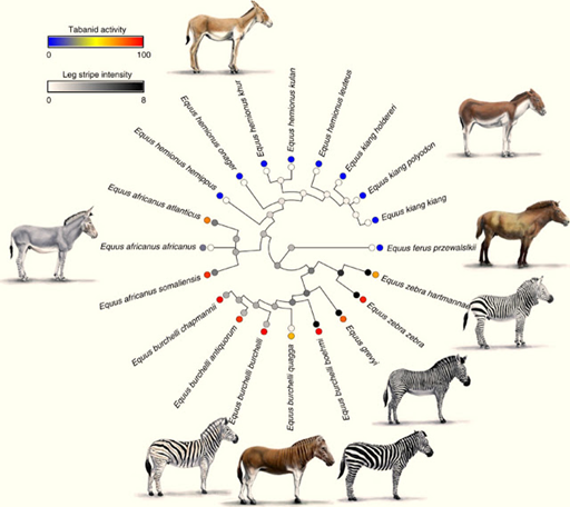 Complejo de especies de las cebras, caballos y burros