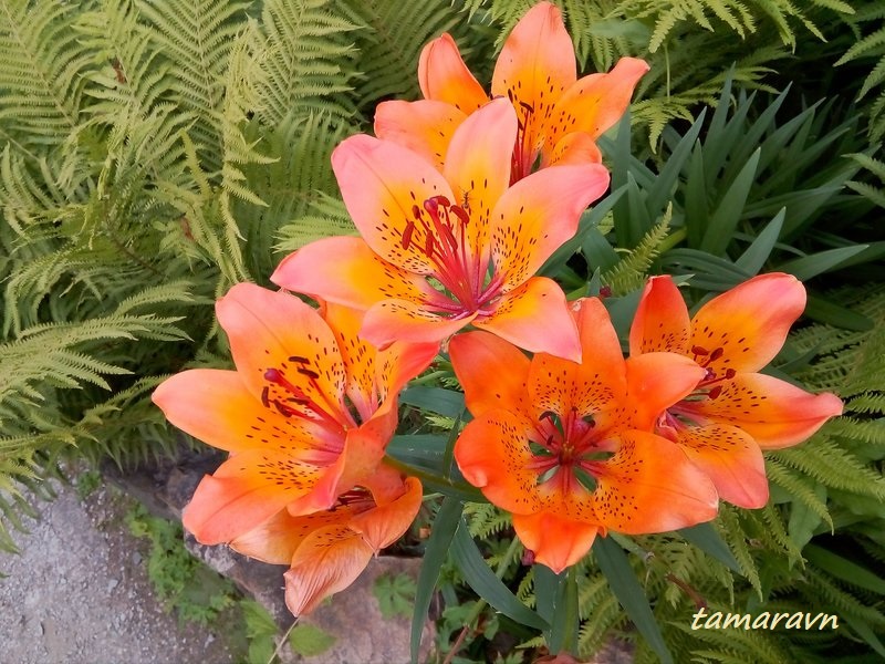 Лилия пенсильванская / Лилия даурская (Lilium pensylvanicum, =Lilium dauricum)