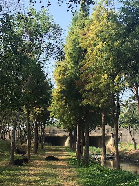 Bald Cypress forest at Yuliao Site in Chiayi, Taiwan