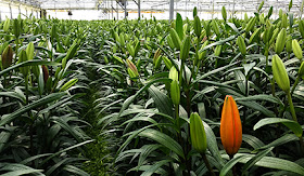 orange lilies