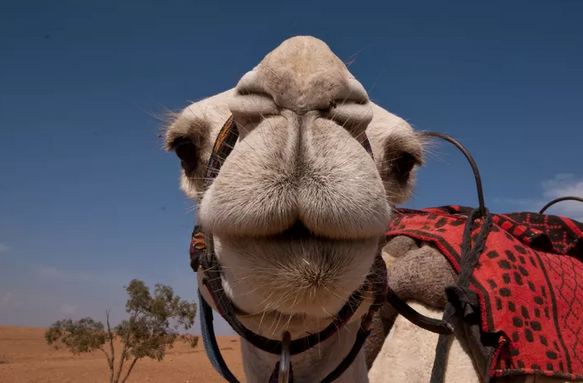 https://www.vox.com/2014/6/6/5785876/the-deadly-mers-virus-jumped-from-a-camel-to-a-person