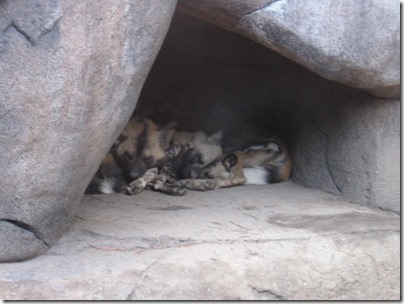 IMG_0344 African Wild Dogs at the Oregon Zoo in Portland, Oregon on November 10, 2009