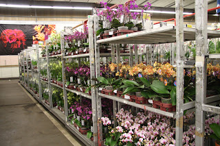 Plant Buying in Aalsmeer, Holland