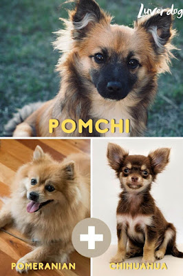 Pomchi