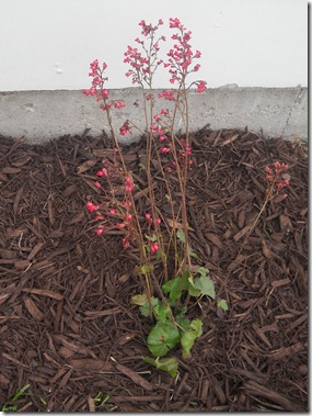 spring 2011 094
