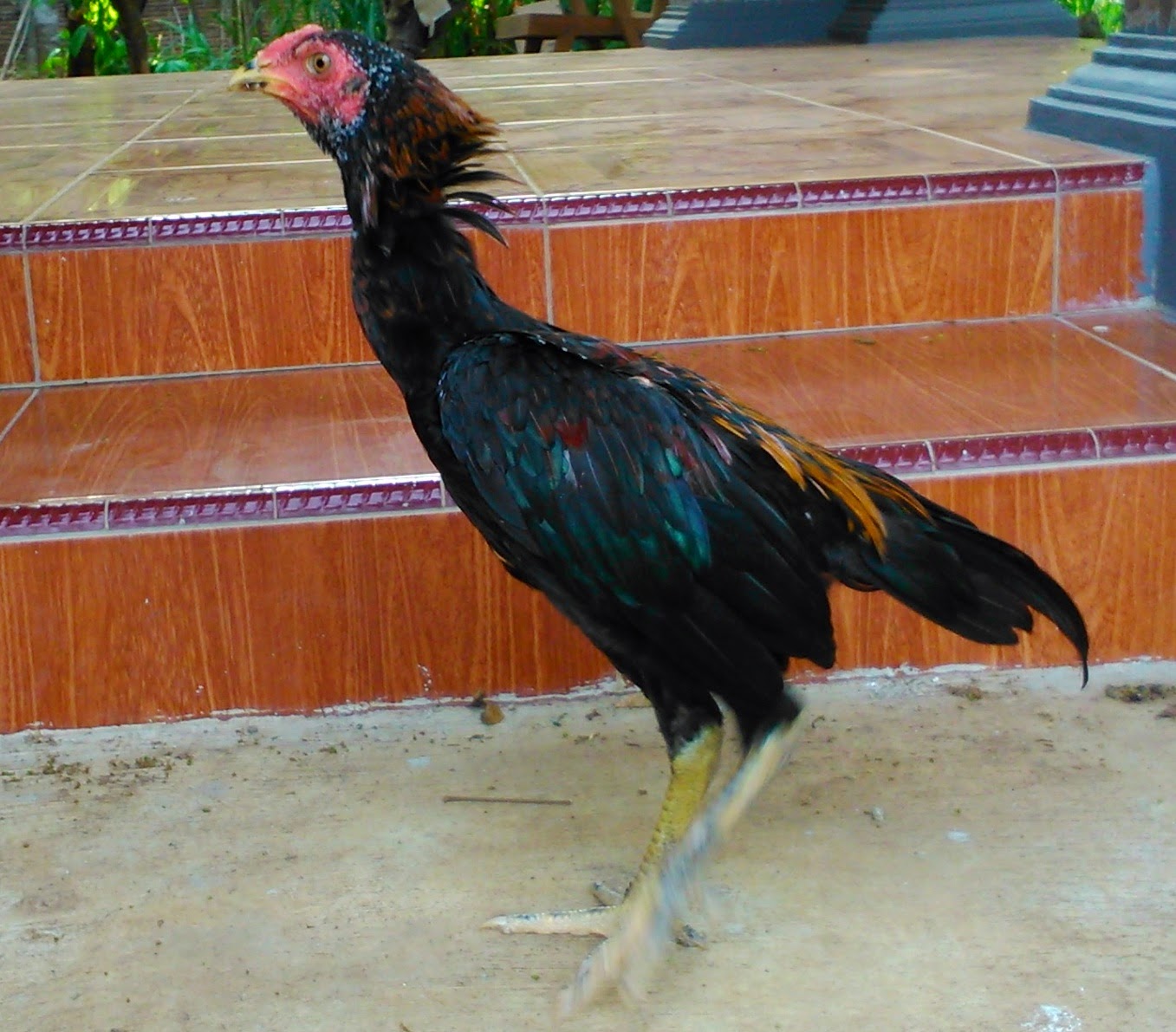 CARA MENYORTIR AYAM BANGKOK UMUR 3 BULAN Berbagai Macam Ayam