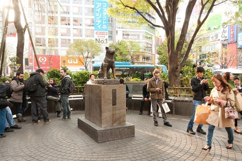 hachiko-3