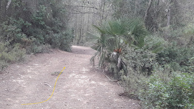 CALAFELL-MONTPAÓ-URBANITZACIÓ VALLDEMAR-TORRE D'EN VIOLA- EL PUJAL-LA TALAIA, camí del Fondo del Cego, camí pel Bosch de Cal Macià en direcció a l'urbanització Valldemar