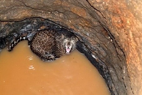 INDIA WILDLIFE LEOPARD WELL