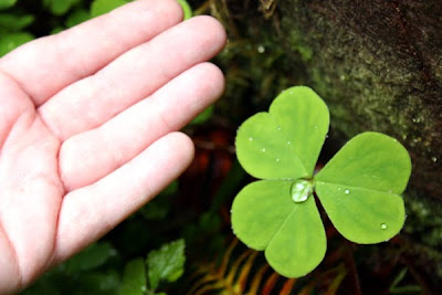 Isn't this clover huge? It's almost as big as my palm!