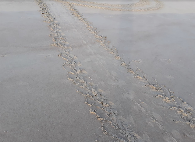 Sea Turtle Tracks, Canaveral National Seashore, Playalinda Beach, Florida, Cocoa Beach Pictures