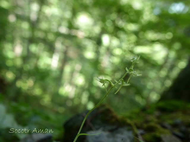 Platanthera ophrydioides