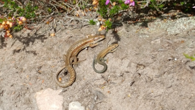 Common lizard