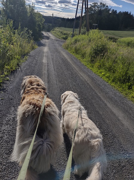 leonberger golden retriever