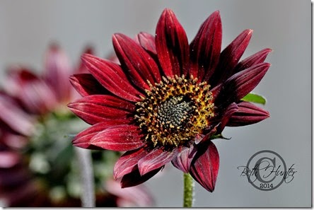 cr-red-sun-flower-wb