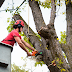 The Benefits of Hiring a Cheap Tree Removal Service for Your Yard