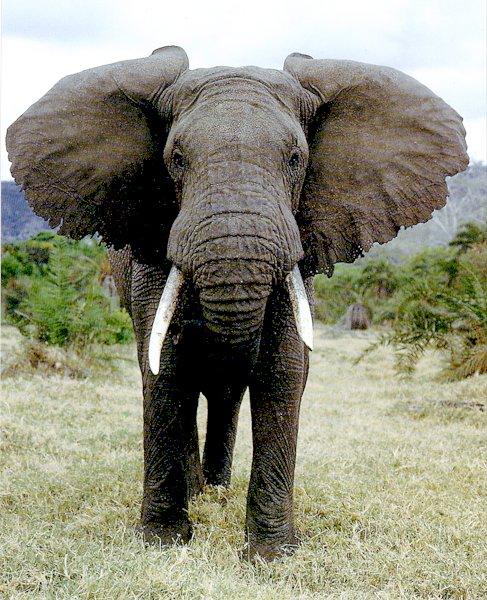 Cari Gambar  Gajah  atau Foto  Gajah  Gambar  Hidup