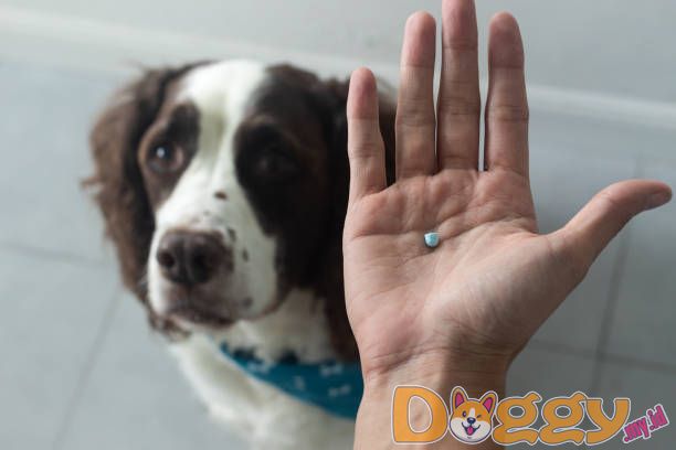 Kisah Anjing Saya yang Luar Biasa Disebut Shandy