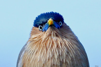 "Brahminy Starling - Sturnia pagodarum,potrait shot,boasts  a stunning appearance. With its lustrous blue-black head, neck, and upper body,a yellow beak, with blue at the base."
