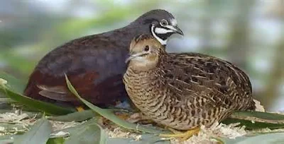 Klasifikasi Burung Puyuh Salju (Anurophasis monorthonyx)