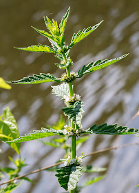 Gypsywort, Lycopus europaeus.  On the River Medway downriver from Hartlake Bridge,  25 July 2014.