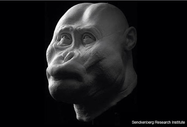 «Черный череп» — Paranthropus aethiopicus