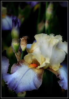 Beautiful Lilly Flowers