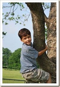 ed in pecan tree