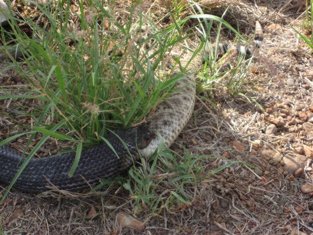 snake eats snake, snake vs snake, blue indigo snake eating other snake, snake pictures, blue indigo snake pictures, diamondback rattlesnake, blue indigo snake eating rattlesnake