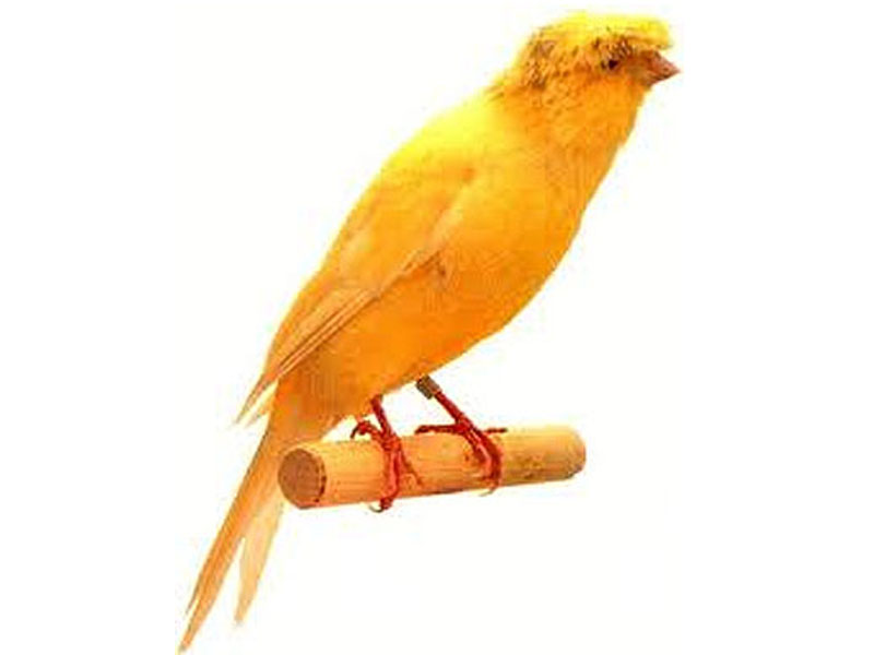  Jenis  Jenis  Burung  Kenari  Burung  Gue