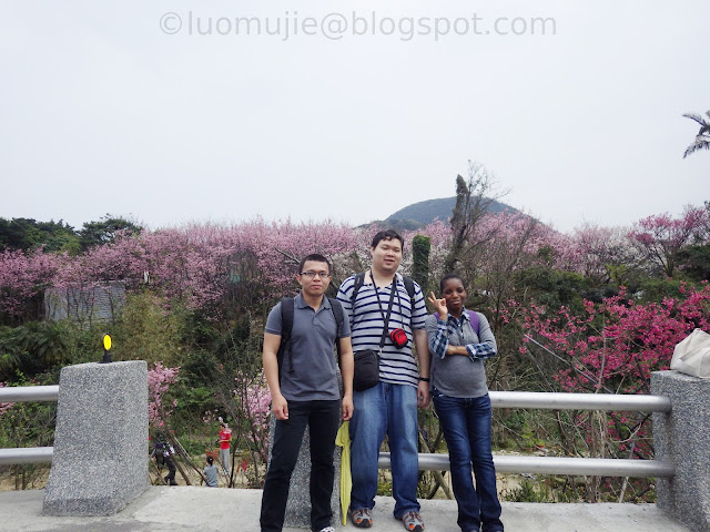 Yangmingshan cherry blossom