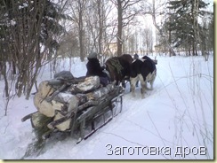 Балу, Рай и Прабхавати дд. везут из леса дрова и Чайтанью д. Редчайший аттракцион! Катание на волах и на дровах!