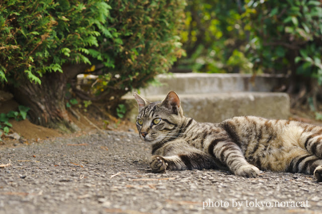 野良猫写真