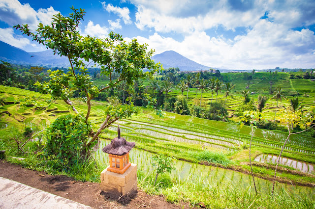 Risaie di Jatiluwih-Bali