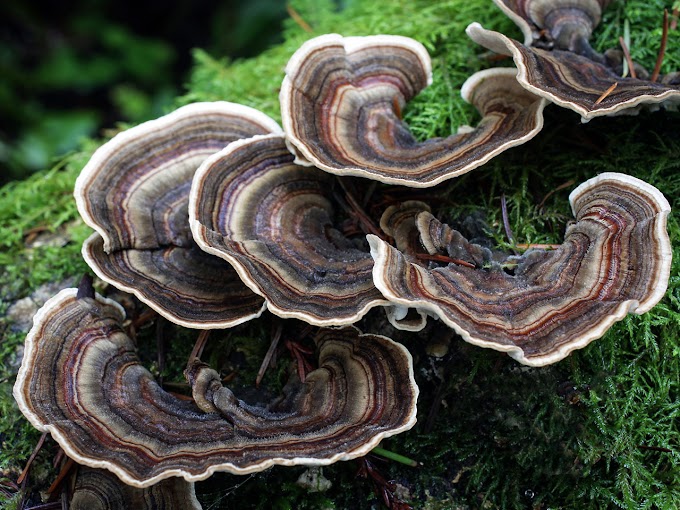 Trametes Versicolor Mushrooms | Medicinal & edible mushrooms | Biobritte mushrooms