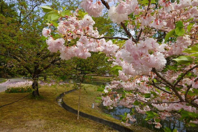 鳥取県西伯郡南部町鶴田 とっとり花回廊 花の谷 八重桜