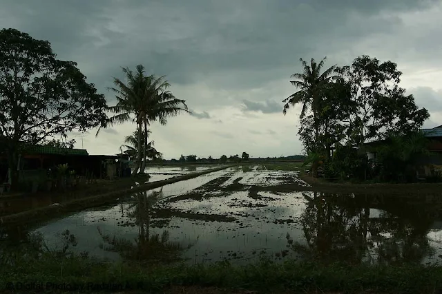 Paddy Field - Kampung Sawah Sempadan