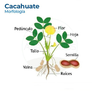 Morfología del cacahuate
