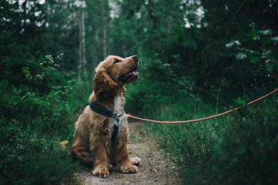 An English Cocker Spaniel Puppy is sitting on a dirt track in the middle of long grass and lots of trees