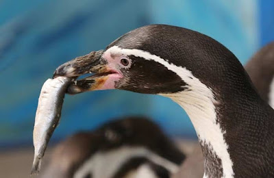 Fakta Unik  10.Fakta Unik Burung Penguin Yang Menggemaskan halo sobat Curahan online,Mau bertanya nih,Kamu udah pernah belum melihat secara langsung Burung yang satu ini,Yap! Penguin asal kutub selatan  yang sangat menggemasakan.Saya Yakin jika kalian sering jalan-jalan pasti tau dong,Apalagi bagi yang doyan jalan-jalan (Traveler/Traveling)pasti ga asing lagi ya dengan si penguin?Tapi selain lucu dan menggemaskan ada loh Fakta unik dari burung si penguin ini? udah pada tau belum?Nah kali ini kami akan kasih tau,Simak ya gays...!    Sepuluj Fakta Unik dari Burung Penguin:    1.Cara Burung Penguin Komunikasi Dengan Pasangan    Penguin umumnya hidup berkoloni dalam kelompok besar. Lantas, bagaimana cara mereka berkomunikasi pada pasangannya, jika dalam satu tempat yang sama terdapat ribuan penguin sekaligus?        Ternyata, Burung Penguinmenggunakan suara untuk membedakan satu sama lain. Misalnya pada emperor penguin yang menggunakan dua cabang syrinx untuk menghasilkan dua frekuensi berbeda secara bersamaan. Dari karakteristik suara yang khas inilah mereka bisa membedakan sesamanya.     2.Sangat Setia Pada Pasangan    Penguin adalah hewan yang monogami. Artinya, penguin betina dan jantan hanya akan kawin dengan pasangan yang sama sepanjang waktu.        Mereka juga akan merawat telur dan membesarkan anak-anak mereka bersama. Namun, penelitian menunjukkan bahwa sebagian kecil penguin betina memiliki beberapa pejantan yang berbeda pada musim kawin.    3.dapat berenang hingga kecepatan 22 mil per Jam    Setiap kekurangan selalu diciptakan dengan kelebihan. Begitu pula dengan penguin. Meski gak bisa terbang, penguin jago banget berenang, lho! Di daratan, penguin mungkin terlihat lucu dan lambat saat berjalan, tapi mereka bisa benar-benar lincah di dalam air.          Jika spesies burung lain menggunakan kaki untuk mendorong mereka berenang, penguin menggunakan sayapnya yang kokoh. Otot dada memperkuat penguin untuk berenang, selain itu bulu mereka dilengkapi dengan lapisan lemak khusus yang membuat mereka tidak kedinginan ketika berada di dalam air. FYI, penguin berjenis gentoo (Pygoscelis papua) dapat berenang hingga kecepatan 22 mil per jam lho!    4Penguin Ternyata Tidak Hanya Tinggal Di Tempat Bersalju    Selama ini, kita berpikir bahwa penguin hanya bisa tinggal di tempat yang dingin dan bersalju. Memang, mayoritas spesies penguin hanya bisa ditemukan di tempat bersalju seperti antartika.    Hal ini disebabkan karena penguin memiliki fitur tubuh yang mendukung mereka bertahan di tempat yang beku. Seperti bulu yang pendek namun hangat karena lapisan lemak, menjaga mereka tetap hangat meski hidup di cuaca yang ekstrem.        Namun, ada pula spesies penguin yang tinggal di wilayah hangat, seperti galapagos penguinyang hanya hidup di Kepulauan Galapagos, 600 mil dari lepas pantai Ekuador di Amerika Selatan. Atau magellanic penguin yang dapat ditemukan di pantai-pantai Argentina, Chilli dan pulau-pulau Falkland.    5.Ada 26 Jenis Spesis Di Dunia    Penguin yang ditampilkan di film-film animasi biasanya dari spesies emperor penguin. Namun, sebenarnya ada total 26 spesies penguin di muka bumi ini!        Habitatnya pun bervariasi, mulai dari African penguin yang menghuni wilayah Afrika Selatan dan Namibia, fairy penguin yang menempati pesisir barat dan tenggara Selandia Baru atau Magellanic penguin yang tinggal di pesisir selatan Amerika Selatan dan utara Brazil.    6.Penguin Emperor Merupakan Spesies Paling Besar    Spesies penguin yang jadi tokoh utama di film Happy Feet ini memang memegang rekor sebagai spesies penguin yang berukuran paling besar dan paling tinggi. Mereka bisa tumbuh hingga mencapai tinggi 122 cm dan berat dari 22 sampai 45 kilogram!      Ciri fisiknya bisa ditandai dari bulu kepala, paruh, sayap dan punggung yang berwarna hitam serta bagian perut yang berwarna putih. Ada selarik corak kuning di bagian telinga. Emperor penguin juga dikenal dengan kemampuan berenangnya yang handal. Mereka bisa menyelam hingga kedalaman 500 meter dan bertahan di dalam air hingga 22 menit!    7.Memiliki Predator Pemangsa    Tak jauh berbeda dengan hewan lain, penguin juga merupakan bagian dari rantai makanan. Penguin memiliki predator alami yang bisa mengancam dan membunuh mereka kapanpun. Salah satunya adalah paus pembunuh (orca). Tak hanya itu, singa laut dan walrus juga diketahui memangsa penguin.          Ada pula hewan lain yang memangsa telur dan anakan penguin. Di antaranya adalah burung camar, burung skua dan sheathbills. Burung-burung tersebut juga diketahui kerap mencuri ikan-ikan tangkapan penguin ketika mereka lengah.    8.Pengun Burung Karnivora    Yep, penguin memang jenis burung karnivora, alias pemakan daging! Makanan mereka bervariasi, mulai dari ikan, krill (sejenis udang) dan cumi-cumi.        Ada pula spesies penguin yang makanan utamanya adalah ikan sarden, sotong hingga gurita. Penguin makan hingga enam kilogram per harinya.    9.Selalu Bergantian Menjaga Telur    Ketika masa kawin selesai dan penguin betina bertelur, mereka saling bergantian menjaga telur tersebut. Penguin betina menyerahkan telur ke pejantan untuk dijaga, sementara mereka akan keluar untuk berburu makanan. Begitu sebaliknya, ketika penguin betina kembali, kini giliran penguin jantan yang berburu makanan dan penguin betina yang menjaga telur mereka agar tetap hangat.        Lantas, berapa lama waktu yang dibutuhkan untuk mengerami telur? Hal ini bergantung pada seberapa besar ukuran telur tersebut.    Waktu pengeraman bervariasi antara 32-68 hari. Selama waktu tersebut, penguin rela tidak makan demi menjaga telurnya, apalagi jika pasangannya belum kembali dari berburu makanan.    10.Merupakan Spesies Burung Yang Terancam Punah    Dari seluruh spesies penguin, yang paling terancam punah adalah penguin bermata kuning dari Selandia Baru (Megadyptes antipodes). Jumlahnya kini tinggal 4.000 yang bertahan hidup di alam liar.      Spesies lainnya juga berada dalam ancaman, seperti penguin jambul tegak (Eudyptes sclateri) yang telah kehilangan 70 persen dari total populasinya selama 20 tahun terakhir. Penguin Galapagos juga kehilangan 50 persen dari populasinya sejak tahun 1970.   itu dia gays Seputar Fakta Unik Tentang Burung Penguin yang mungkin belum kamu ketahui,Semoga Info ini membantu wawasan kamu Intinya adalah mari kita sama-sama menjaga kelestarian mahluk hidup Untuk dapat bertahan Samapi Anak cucu kita kelak.