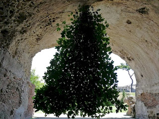 Pohon terbalik di Roma Italia, penemuan aneh,