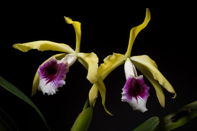 Cattleya tenebrosa care and culture