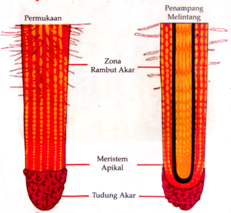 Pendidikan Dan Pembelajaran Akar 